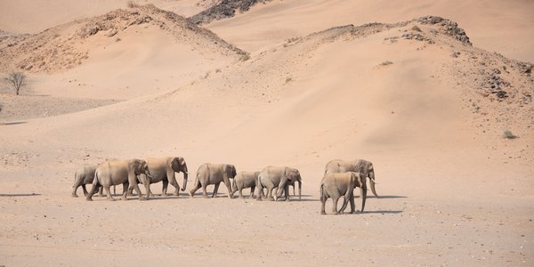 namibie desert damaraland elephants