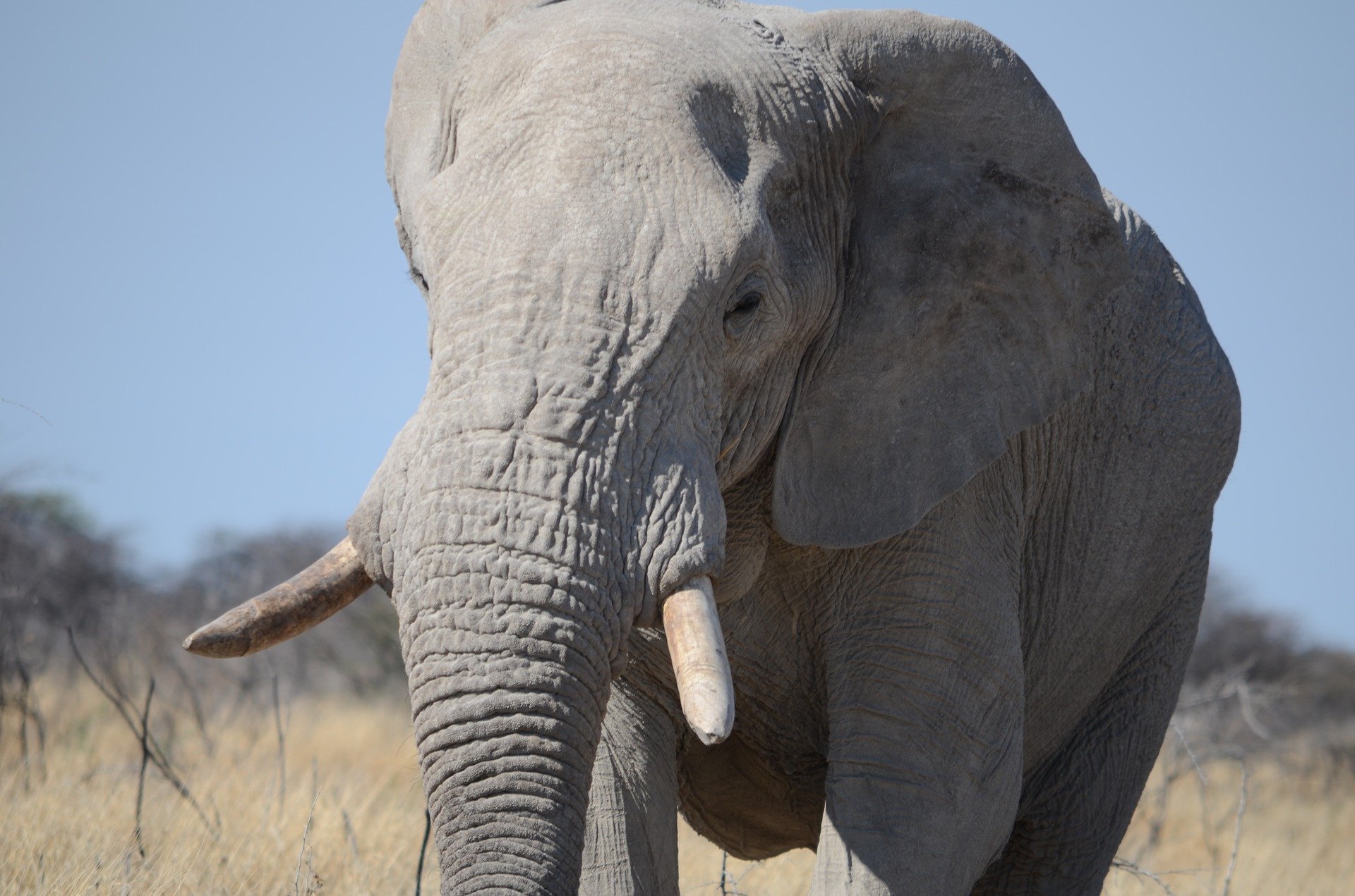 Namibie éléphant