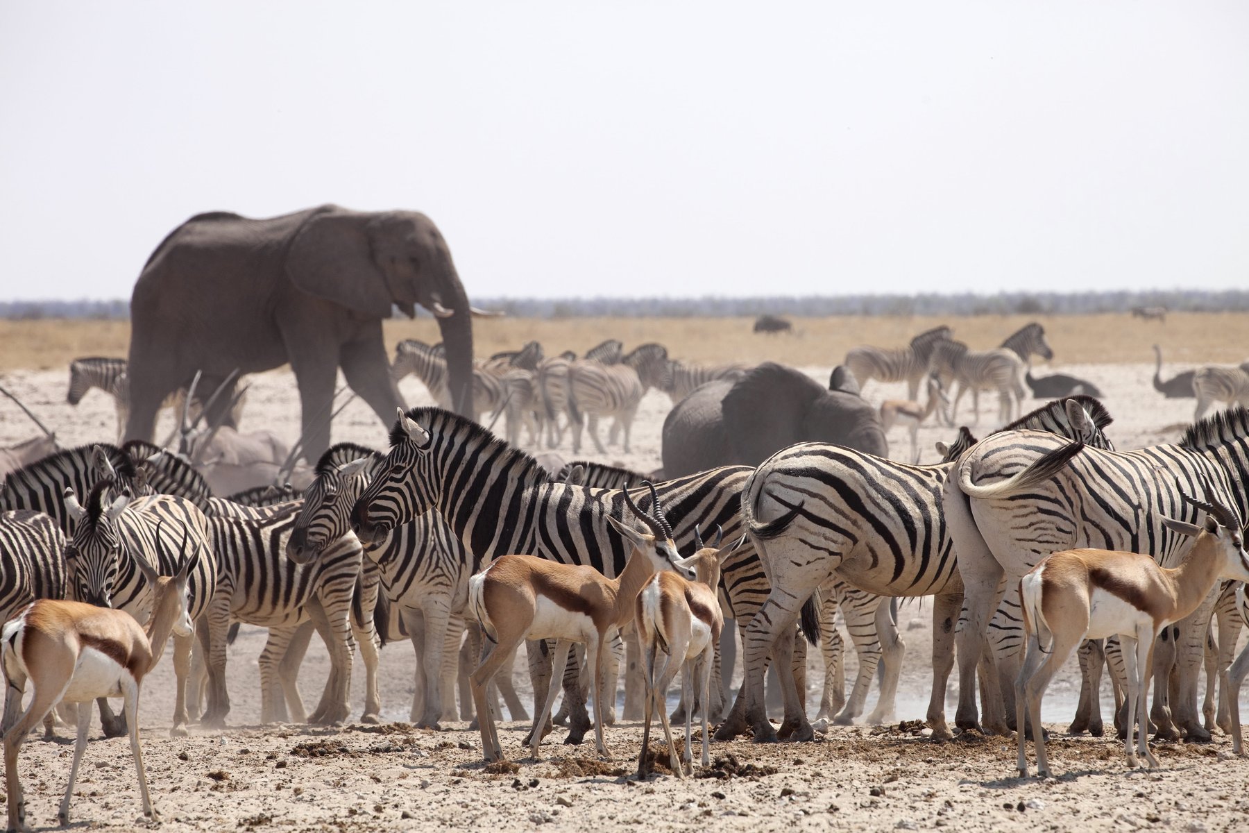namibie parc d'Etosha faune sauvage éléphant zèbres antilopes