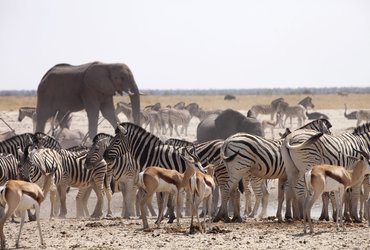 namibie parc d'Etosha faune sauvage éléphant zèbres antilopes