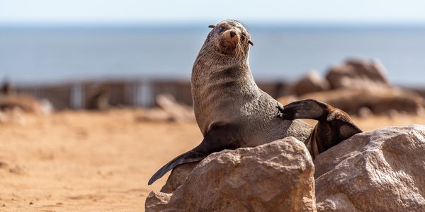 namibie pelican point