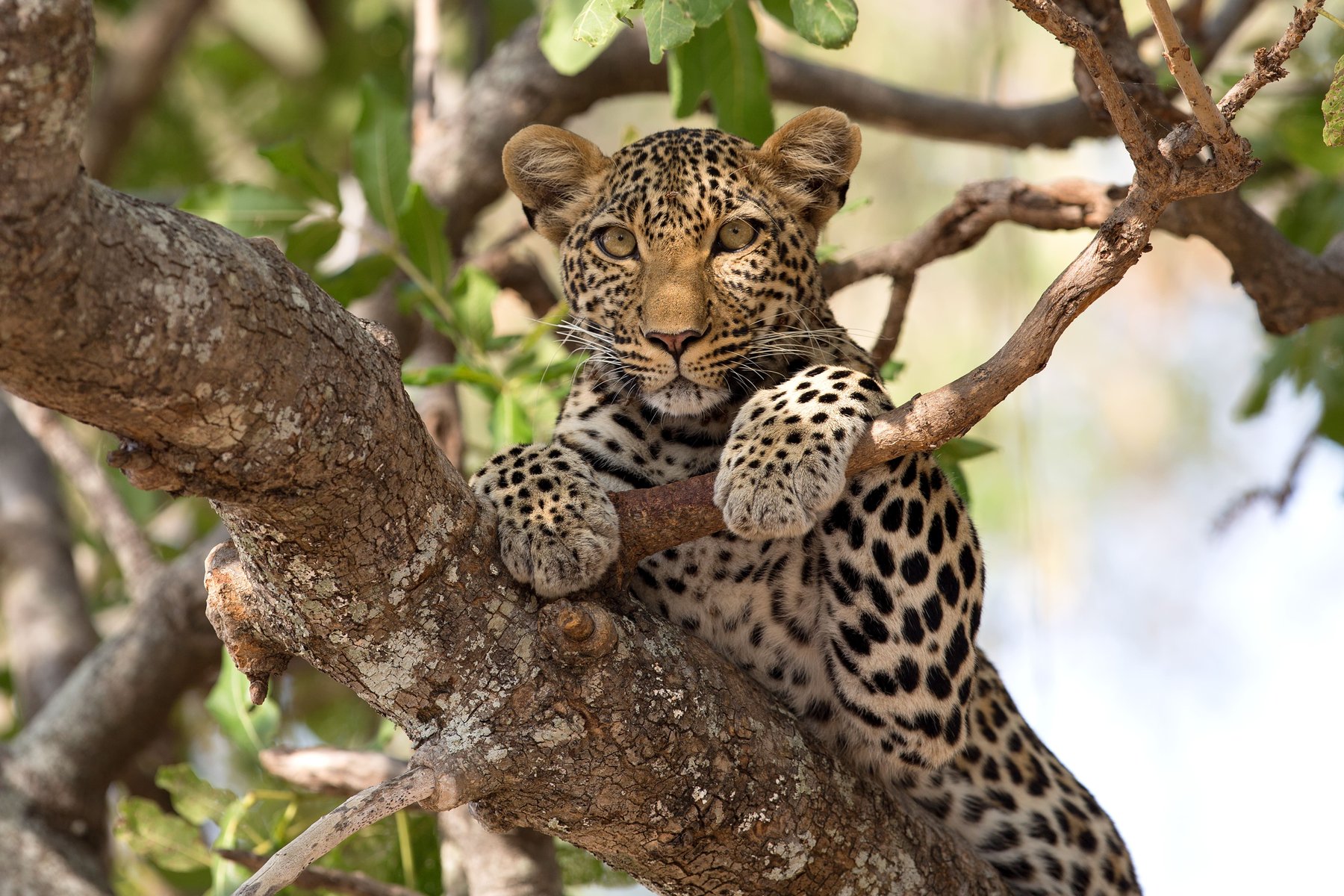namibie réserve okonjima léopard