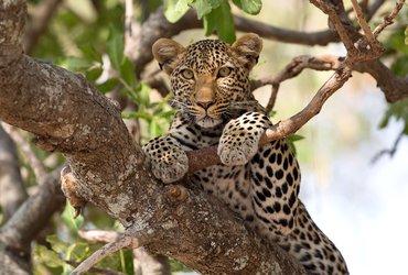 namibie réserve okonjima léopard