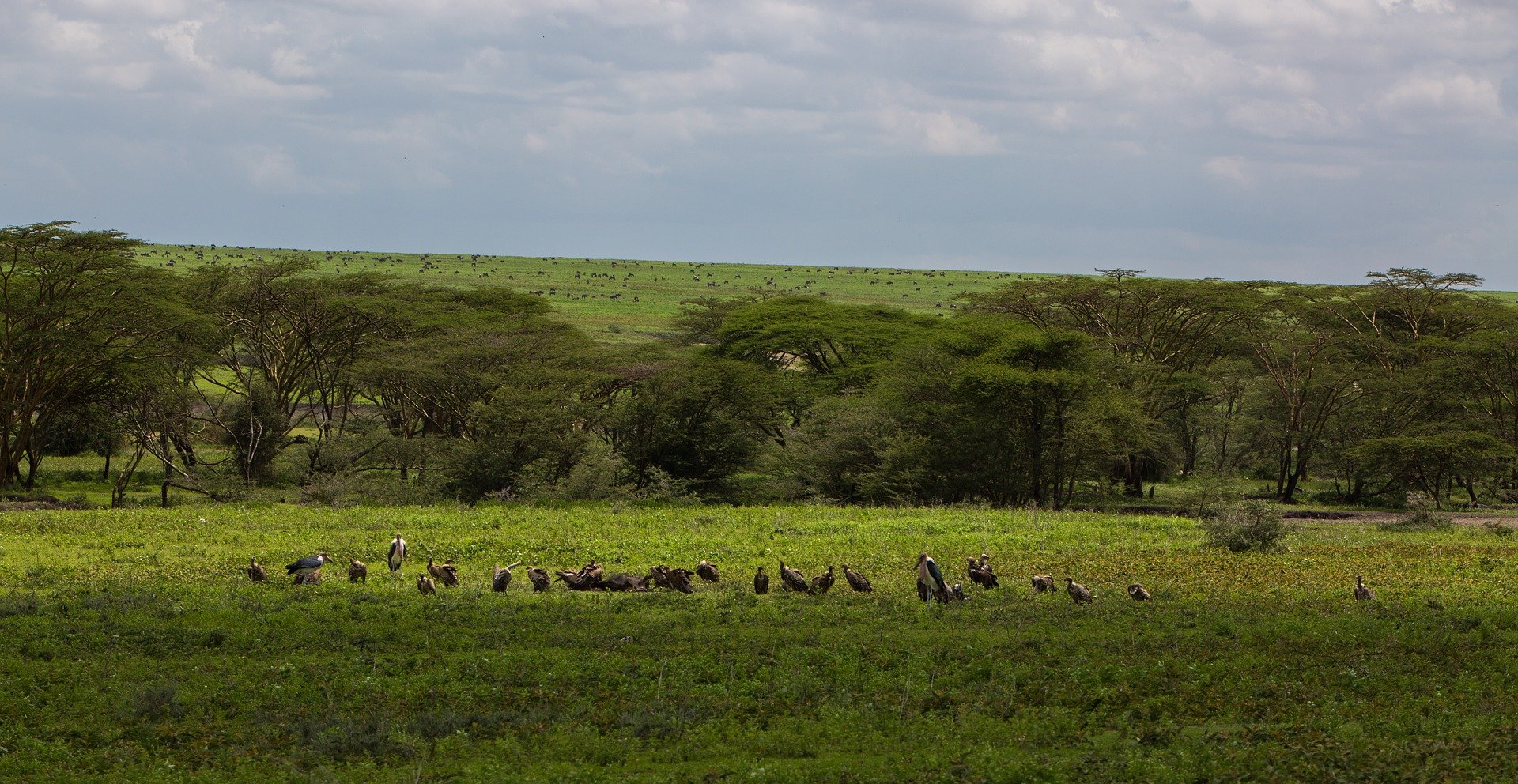 ngorongoro tanzanie