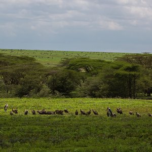 ngorongoro tanzanie