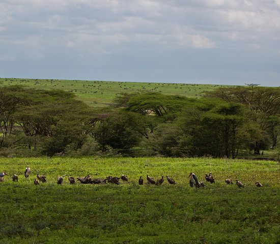 ngorongoro tanzanie