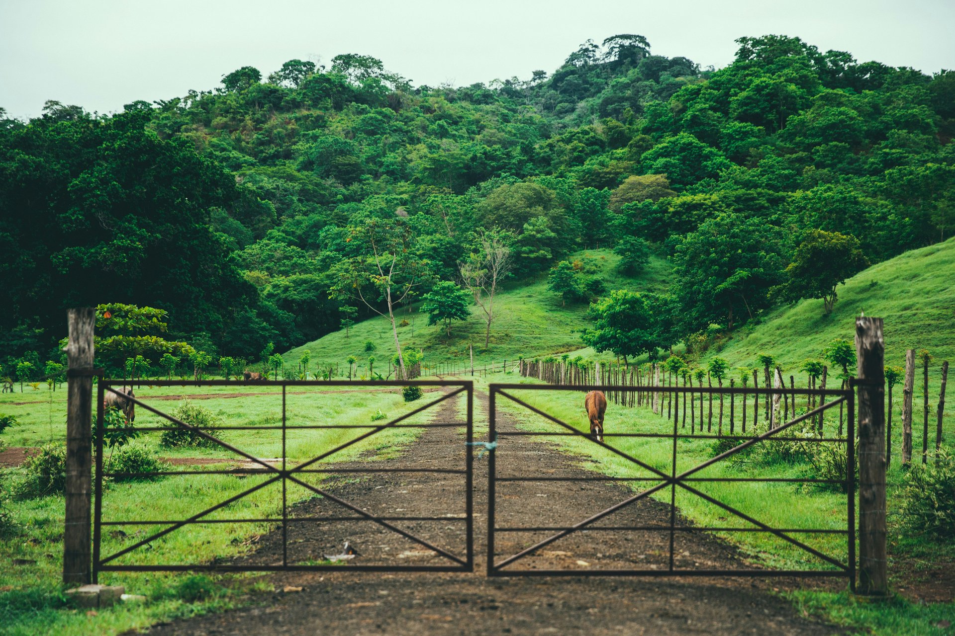 Une ferme à Cambutal, Panama