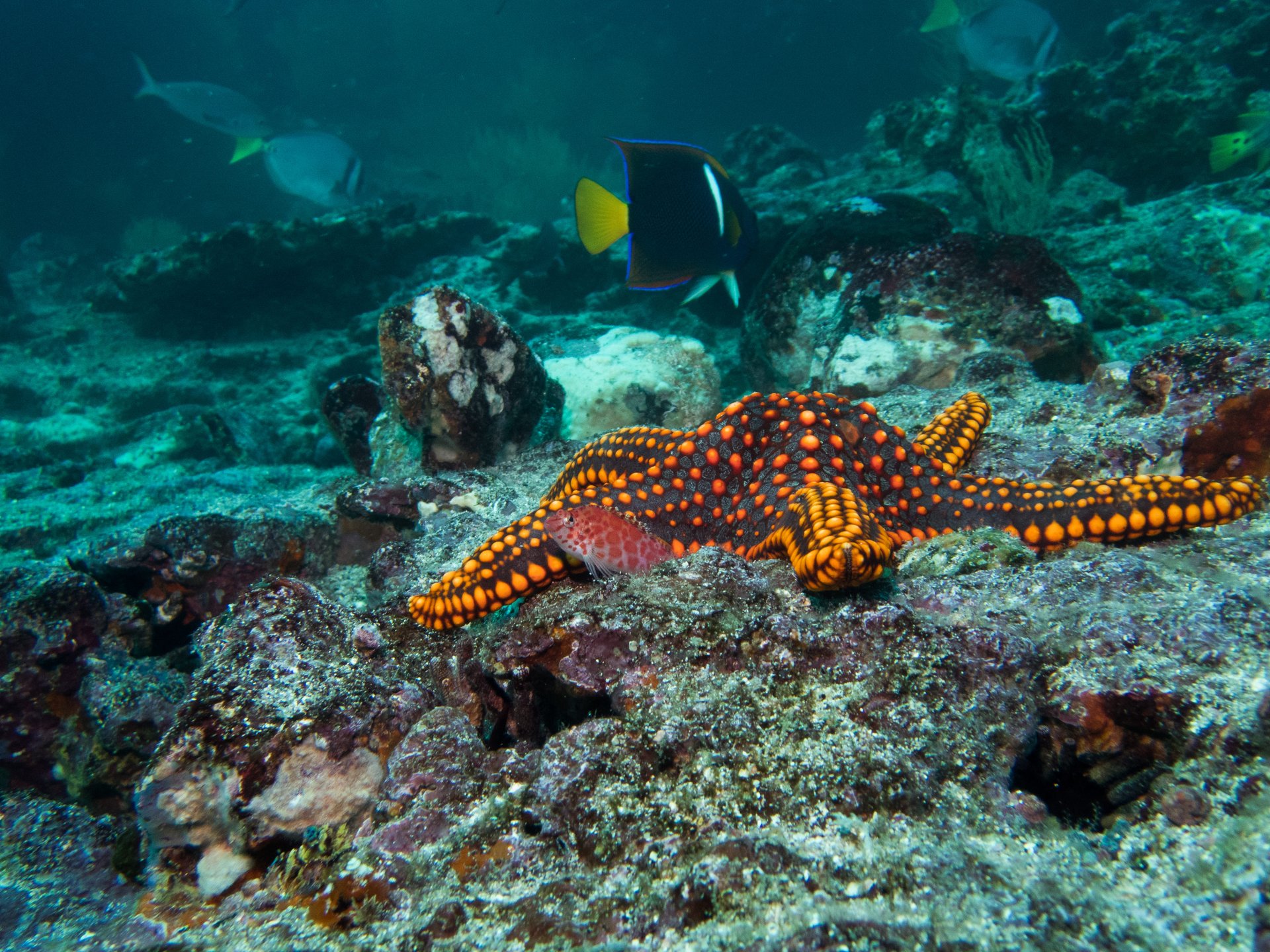 Plongée sous marine au Panama