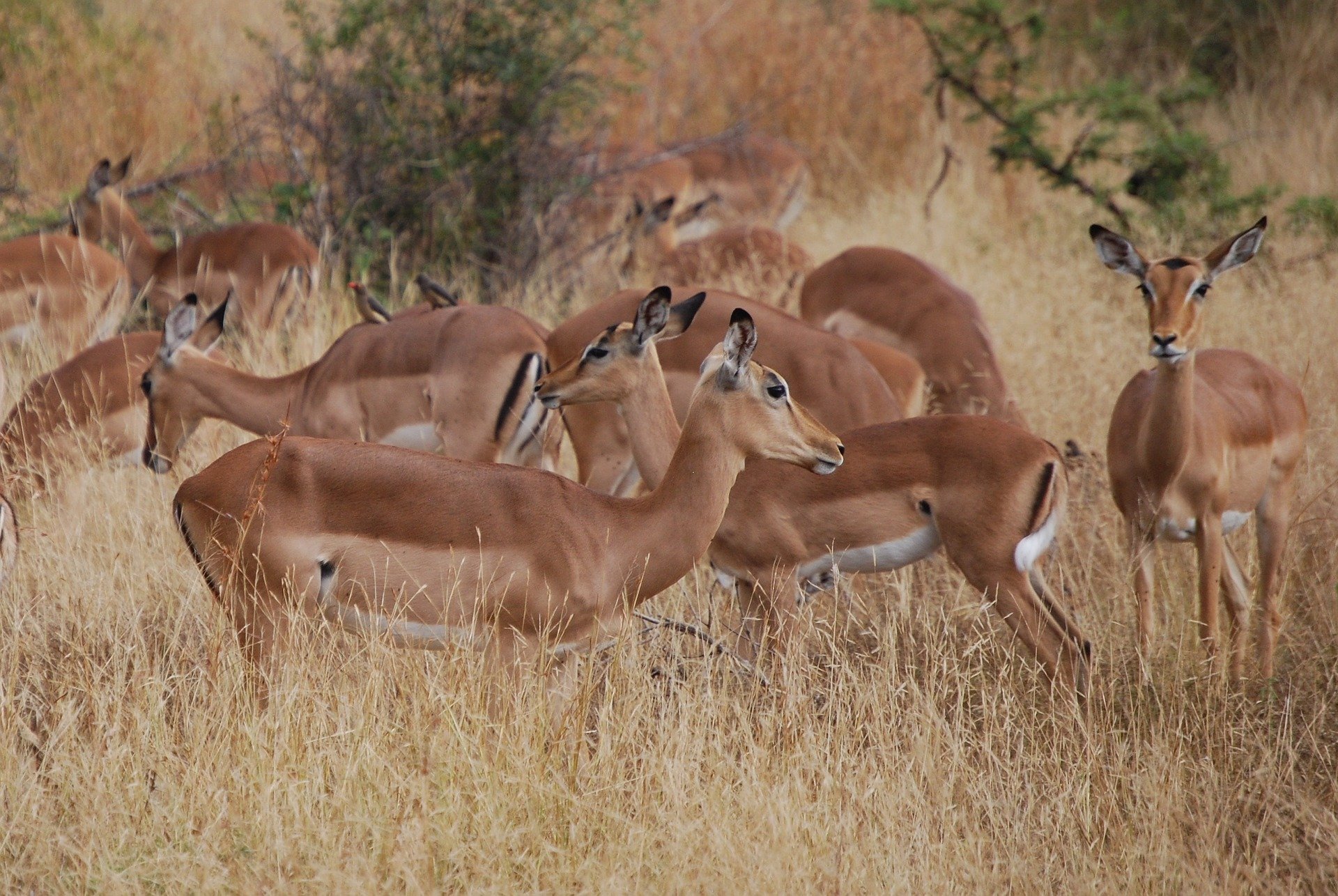 parc kruger afrique du sud