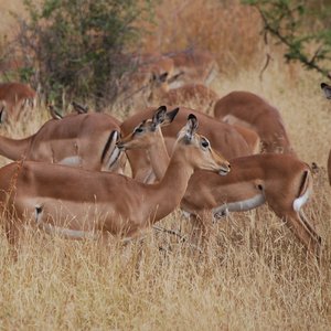 parc kruger afrique du sud