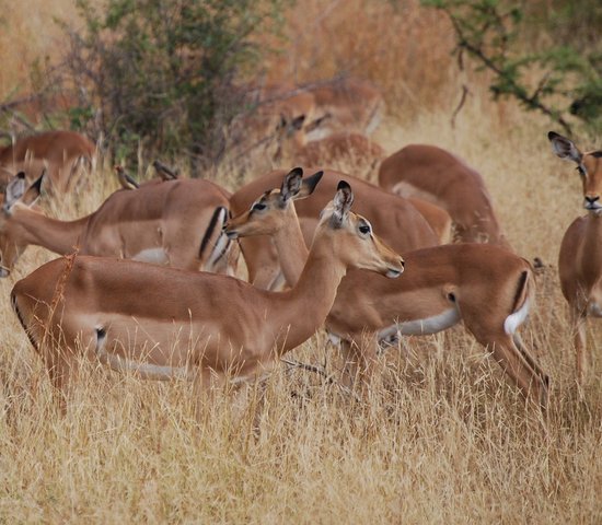 parc kruger afrique du sud