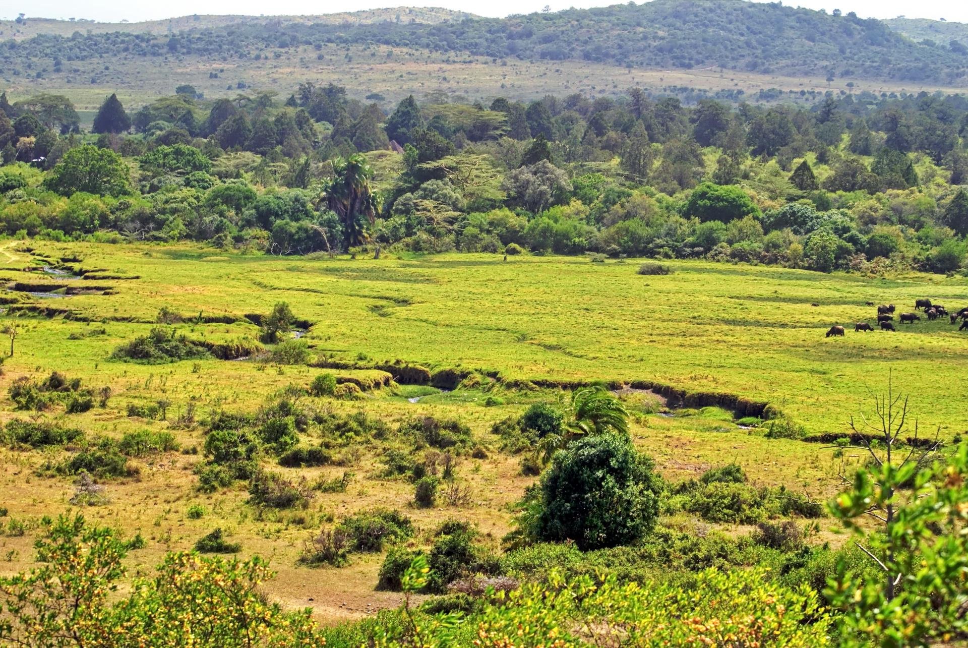 Parc national Arusha   Tanzanie