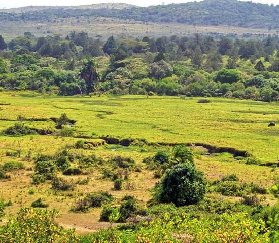 Parc national Arusha   Tanzanie