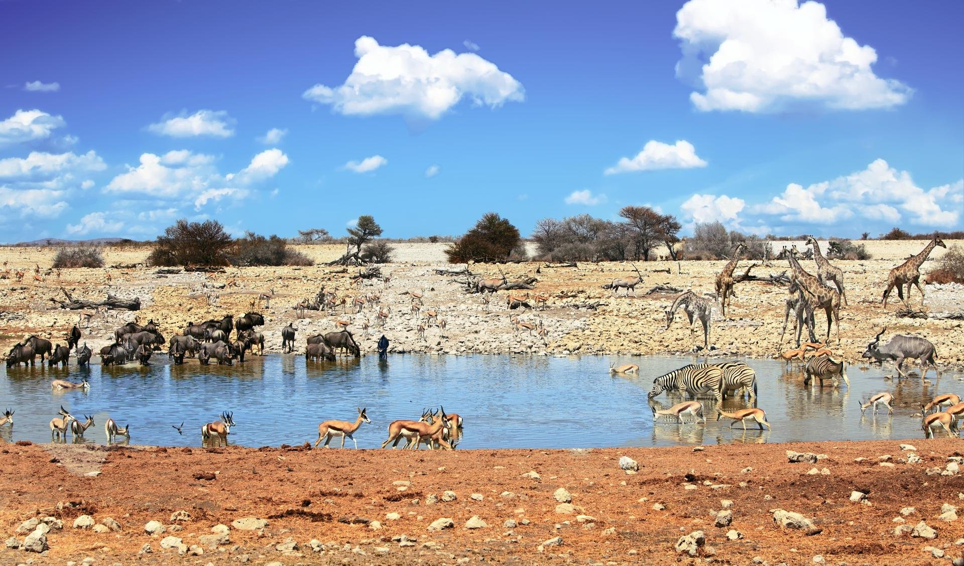 Parc National d'Etosha   Namibie
