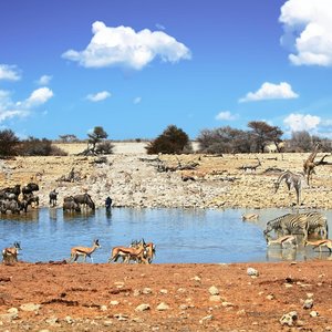 Parc National d'Etosha   Namibie