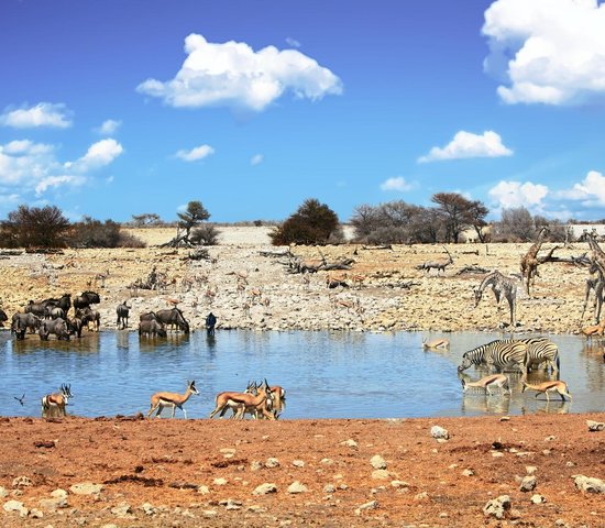 Parc National d'Etosha   Namibie