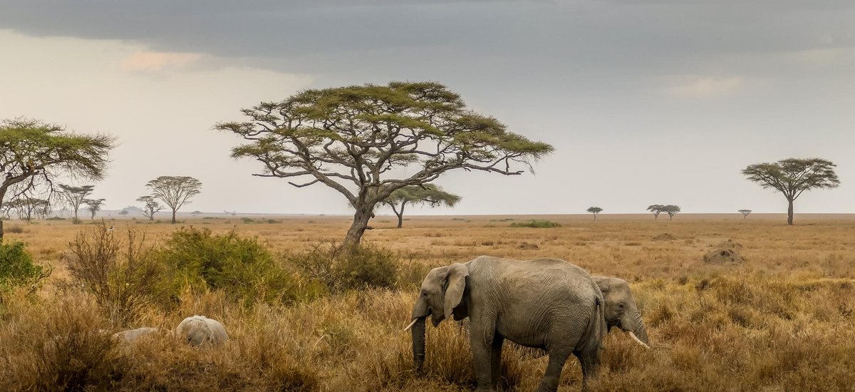 Parc national Serengeti Elephant   Tanzanie