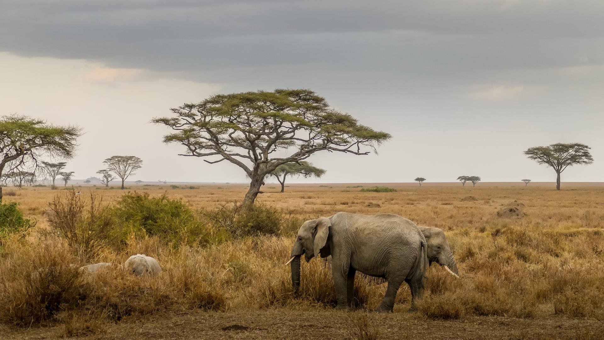 Parc national Serengeti Elephant   Tanzanie