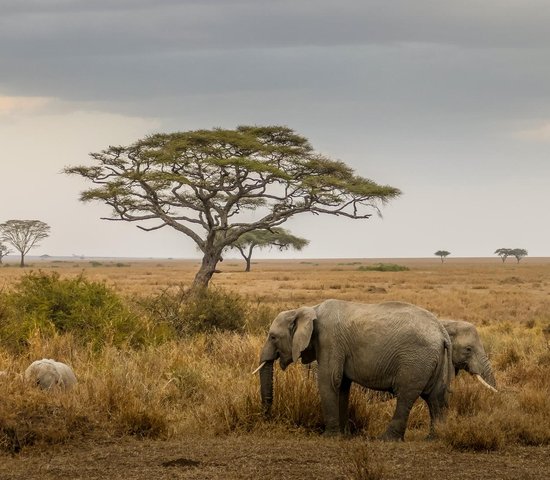 Parc national Serengeti Elephant   Tanzanie