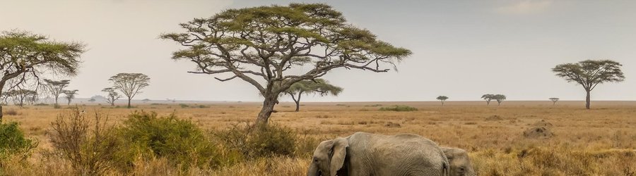 Parc national Serengeti Elephant   Tanzanie