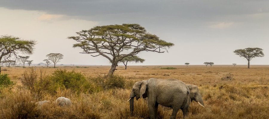 Parc national Serengeti Elephant   Tanzanie