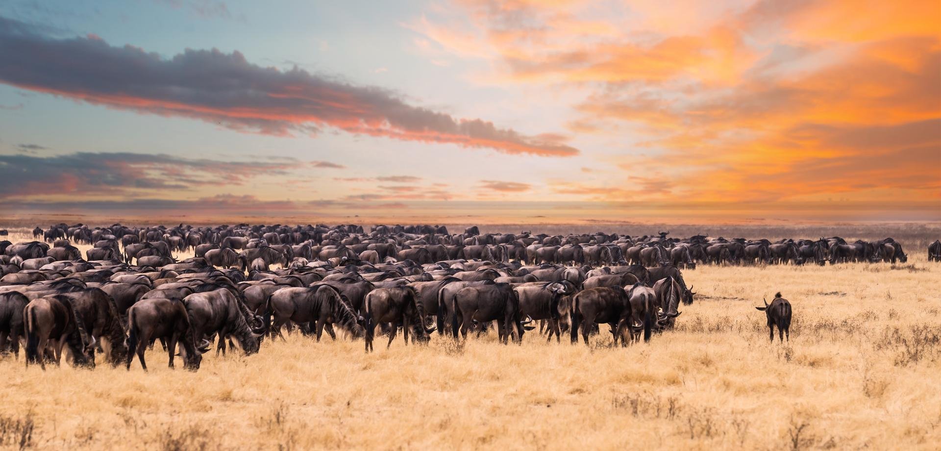 Parc national Serengeti   Tanzanie