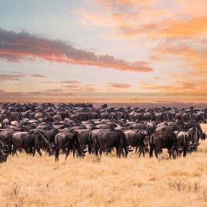 Parc national Serengeti   Tanzanie