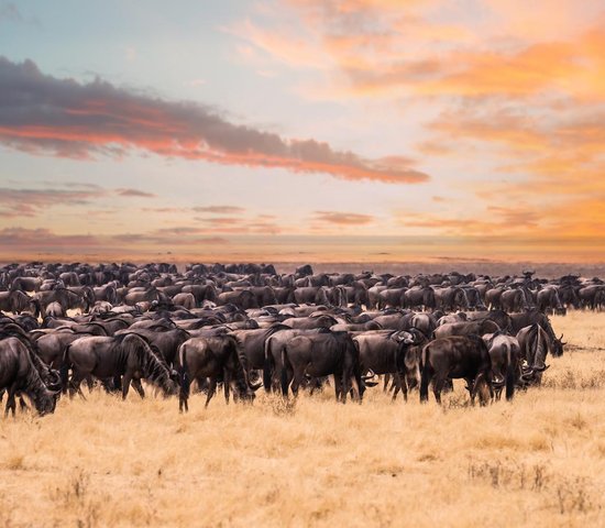 Parc national Serengeti   Tanzanie