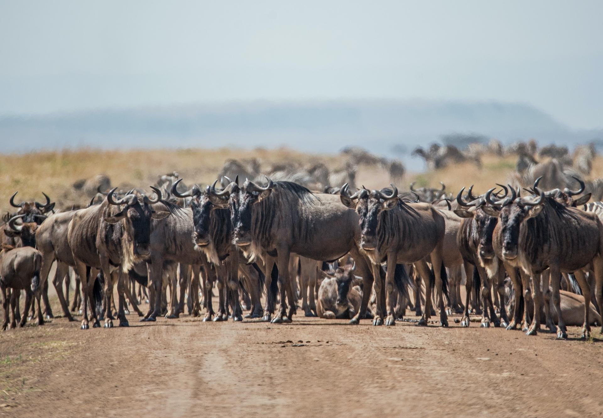 Parcs nationaux au Kenya