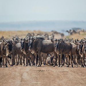 Parcs nationaux au Kenya
