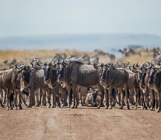 Parcs nationaux au Kenya