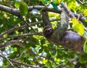 Paresseux au Costa Rica