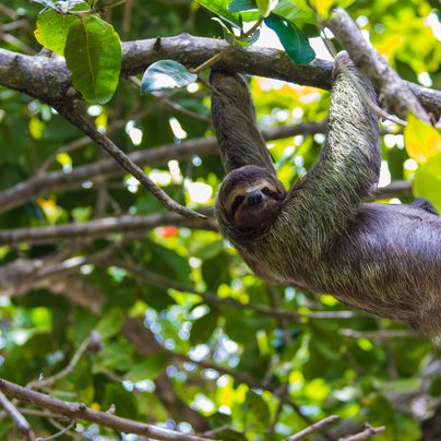 Paresseux au Costa Rica