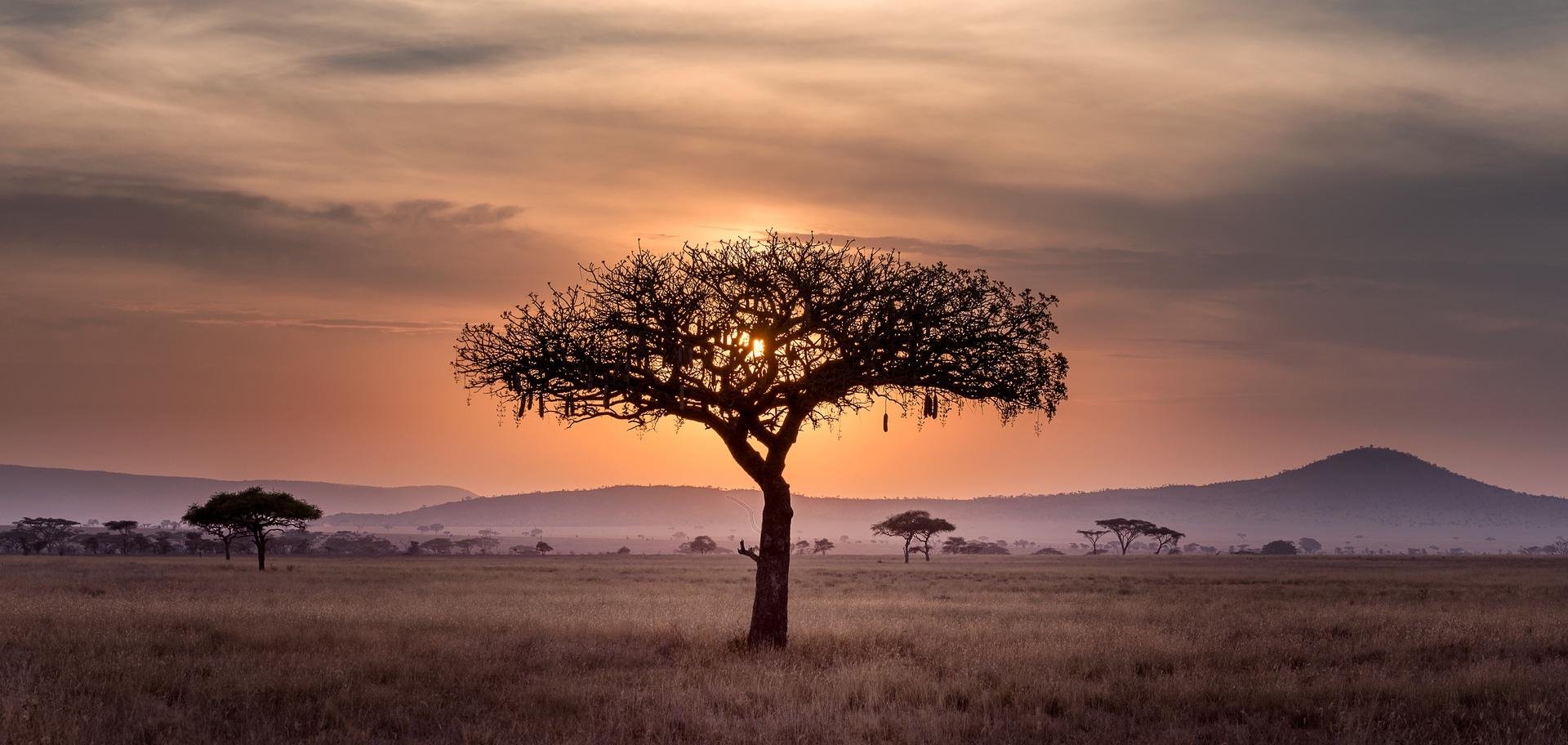 Paysage Serengeti Tanzanie