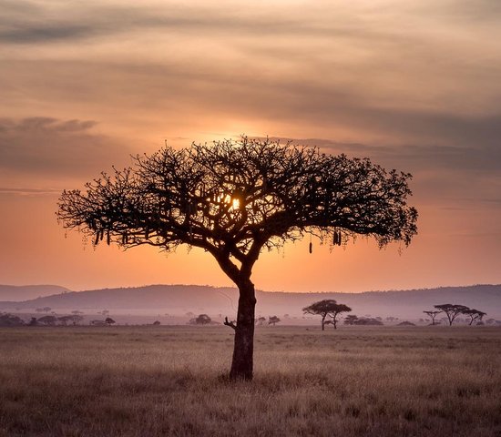 Paysage Serengeti Tanzanie