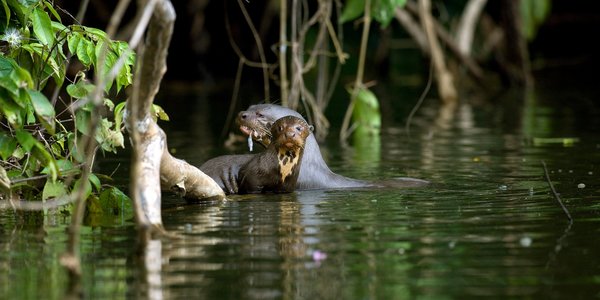 perou loutres geantes amazonie