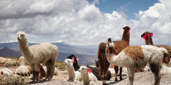 perou vigogne arequipa colca