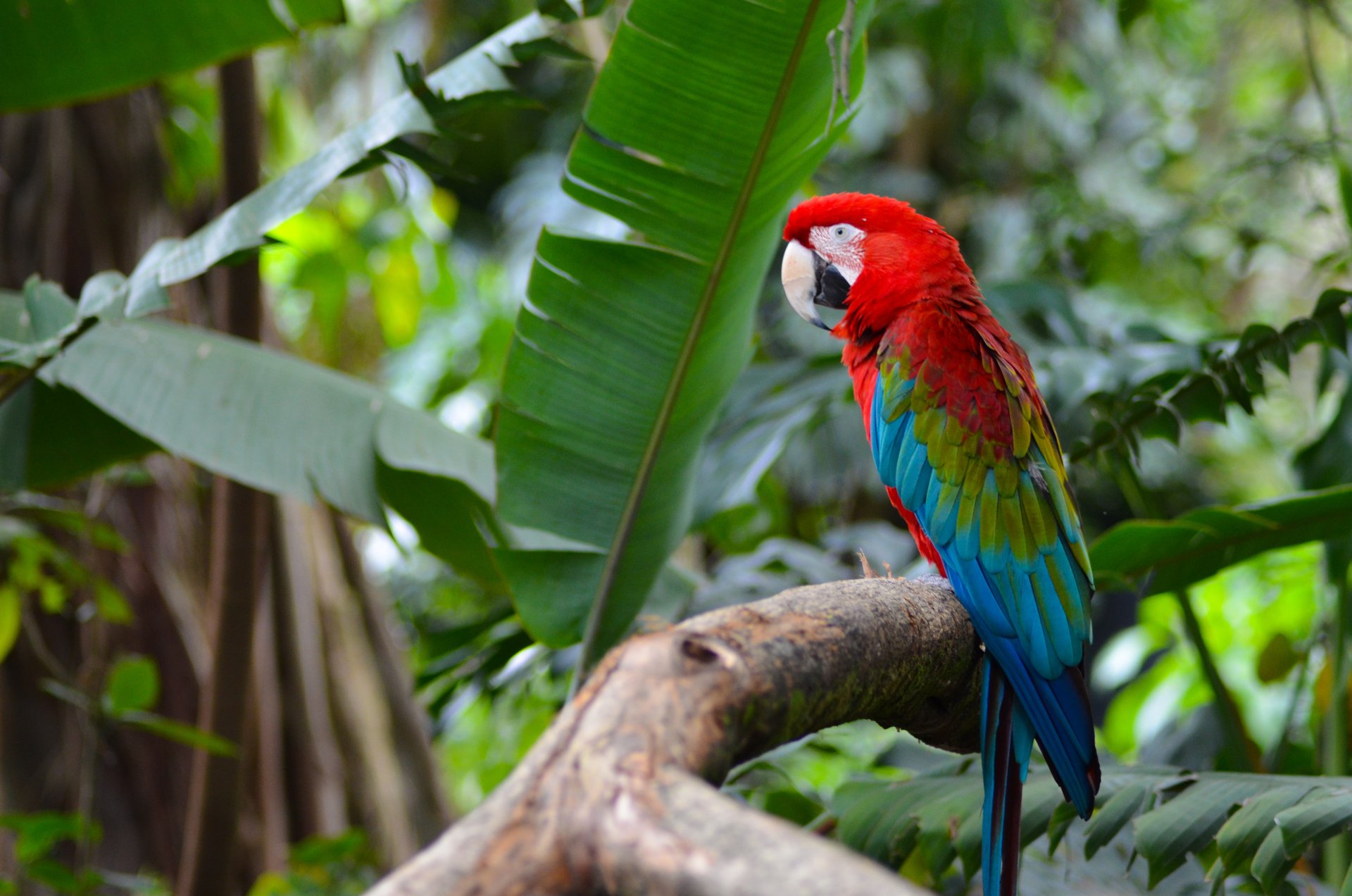 perroquet colombie