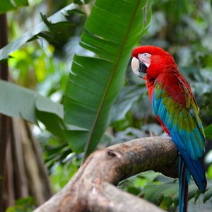 perroquet colombie
