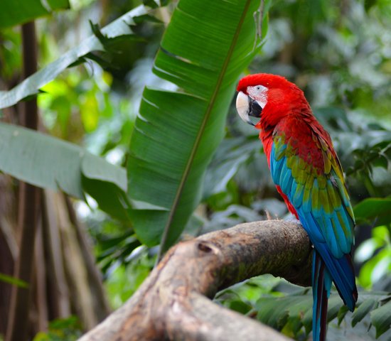 perroquet colombie