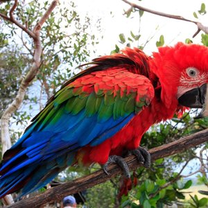 perroquet venzuela