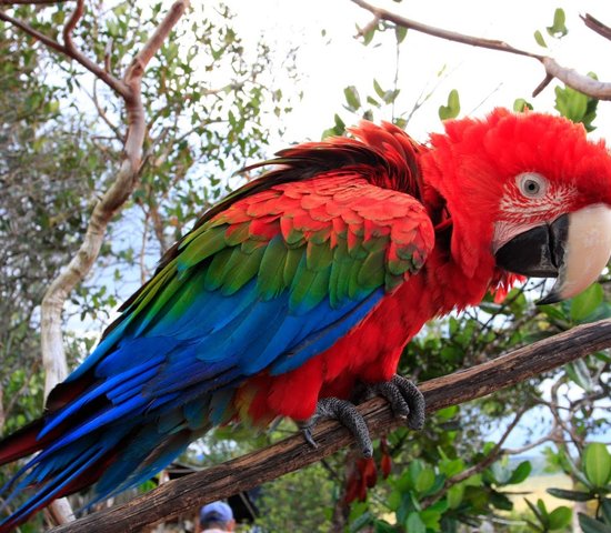 perroquet venzuela