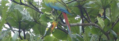 Souvenir du voyage de Caroline, Costa Rica