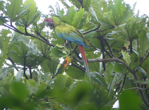 Souvenir du voyage de Caroline, Costa Rica