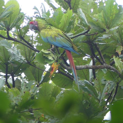 Souvenir du voyage de Caroline, Costa Rica