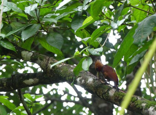 Souvenir du voyage de Caroline, Costa Rica