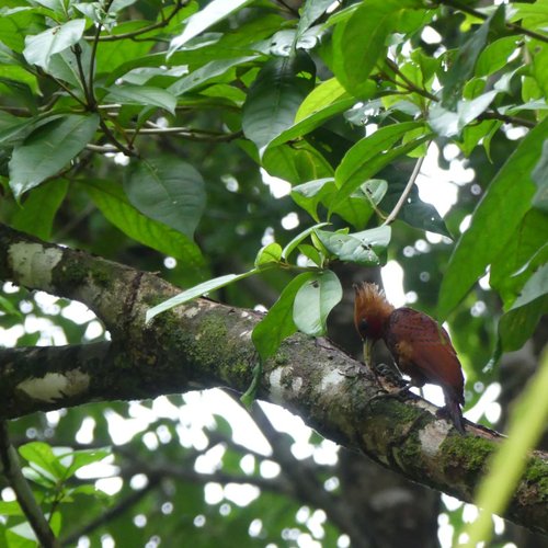 Souvenir du voyage de Caroline, Costa Rica