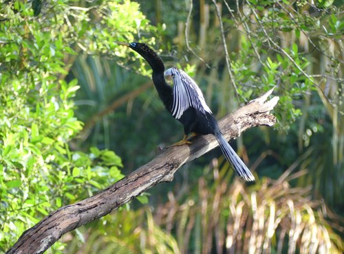 Souvenir du voyage de Caroline, Costa Rica