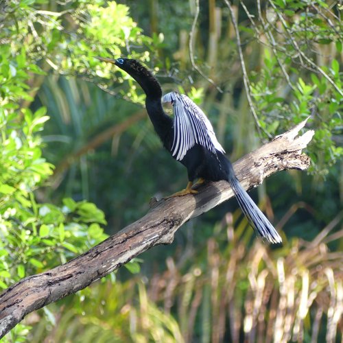 Souvenir du voyage de Caroline, Costa Rica