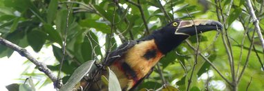 Souvenir du voyage de Caroline, Costa Rica